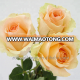 Best-selling Red Rose Flowers For Valentine's day gift