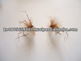 Daddy long legs (Dry trout Fly)