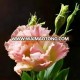 Supply fresh cut flower rose from farm located china